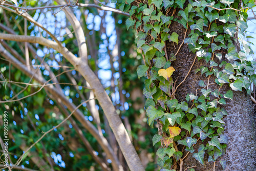 散歩の途中で見つけた春の風景