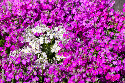 散歩の途中で見つけた春の風景