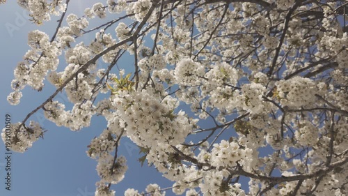 Bottom view of white flowers of blooming Sweet Cherry Tree, Prunus avium swaying in the wind on blue sky background 