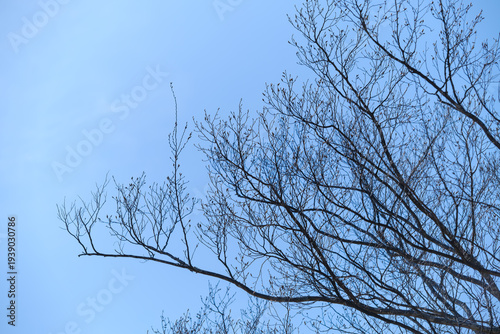 散歩の途中で見つけた春の風景