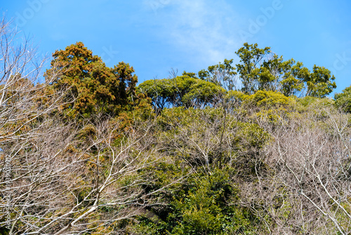散歩の途中で見つけた春の風景