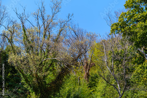 散歩の途中で見つけた春の風景