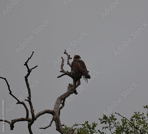 vulture in tree