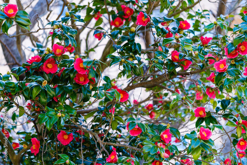 散歩の途中で見つけた春の風景