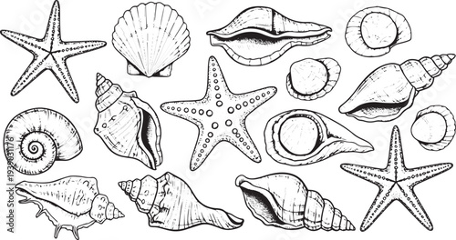 Hand Drawn Seashells and Starfish Collection Black and White Vintage Sketch Illustration