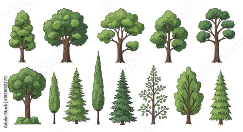 Informative set of various tree species illustrations including deciduous and coniferous types for nature and environment themes.