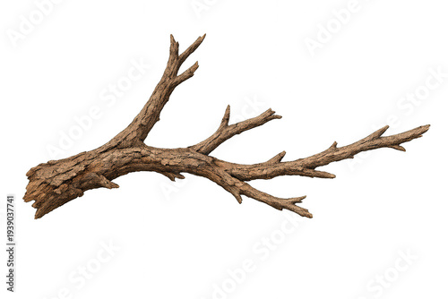 Dry tree branch with textured bark creating a natural element, isolated on transparent background