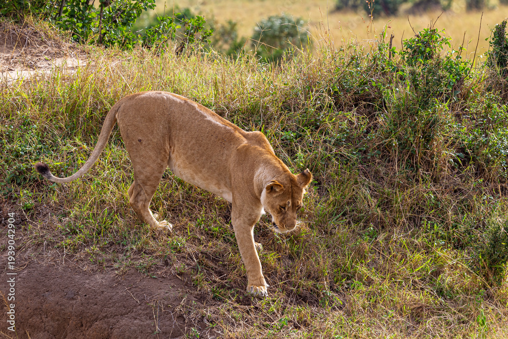 Fototapeta premium A lioness on a hill in the Masai Mara savannah, Kenya