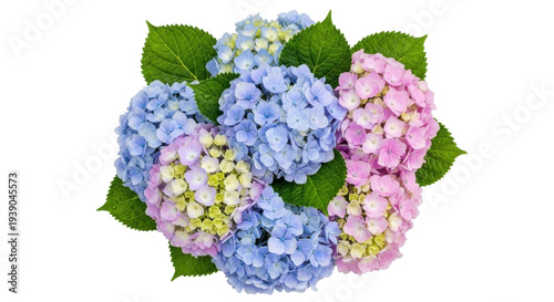 Fotografía Isolated hydrangea blossom cluster, pink and blue flower heads, beautiful blooms