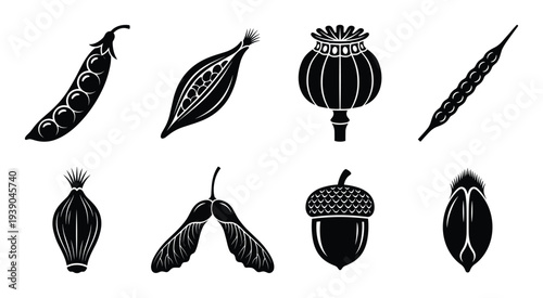 Seed pod structure icons collection. Pea, bean, poppy, mustard, maple, acorn, and grass seed pods vector illustration