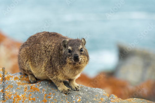 Rock hyrax or dassie (Procavia capensis) resting on coastal rocks, the Indian Ocean in the background. Fransmanshoek, Vleesbaai, Western Cape, South Africa. A small mammal in a coastal habitat.