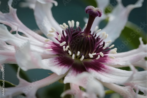 Close-up of a passionflower with white and purple petals and intricate central structure