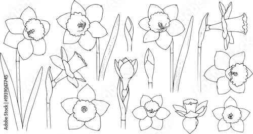 Collection of Hand Drawn Daffodil Flowers and Buds in Black Outline White Background