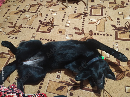 Fotografía Black dog lying on its back on a patterned carpet