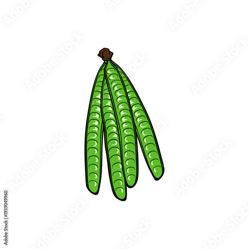 fresh petai fruit vector illustration