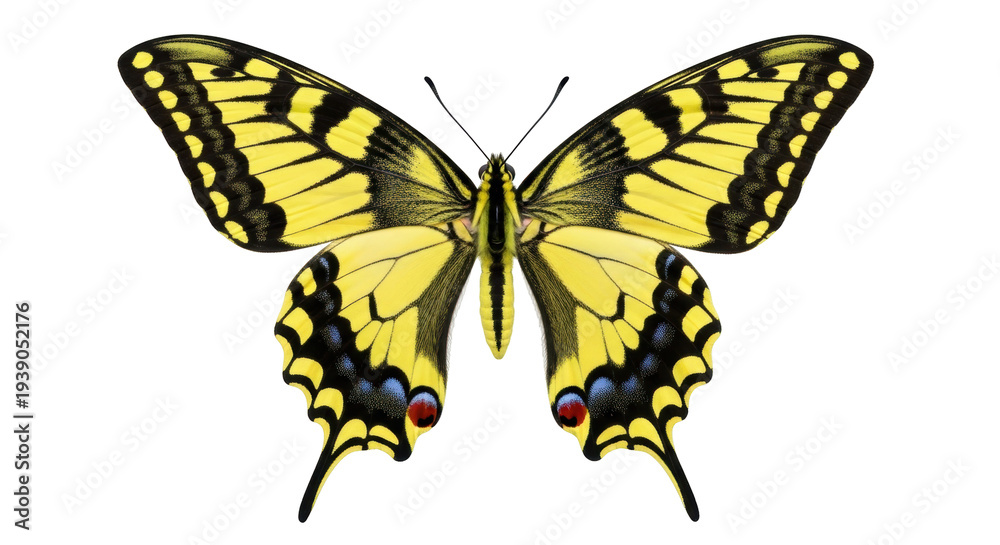 Obraz premium Isolated butterfly with beautiful wings pattern in vibrant colors with antennas and legs