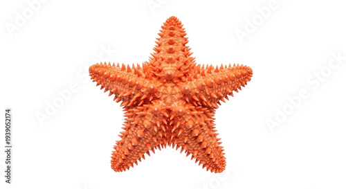 Foto Isolated orange starfish sea animal with bumpy surface texture, marine biology c