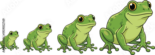 Cartoon frog growth stages, green frog illustration, frog size progression, cute animal character, amphibian development, nature concept, wildlife vector art
