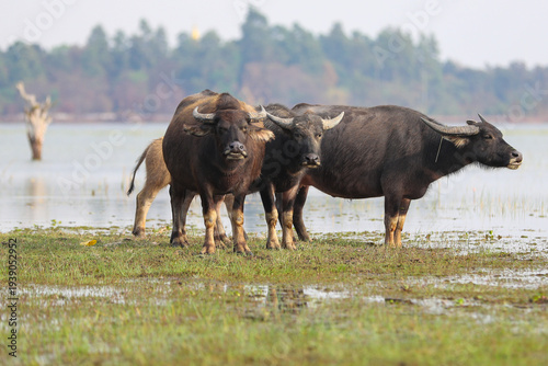 Cuadro en lienzo A herd of water baffalo are grazing on green grass in a rural meadow landscape u