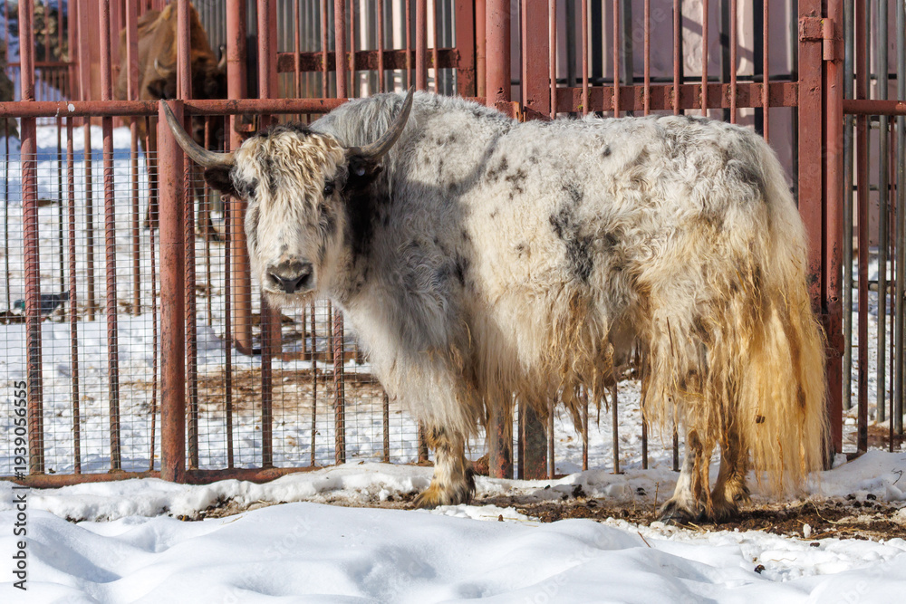 Obraz premium A white and brown yak with a brown mane stands in a pen