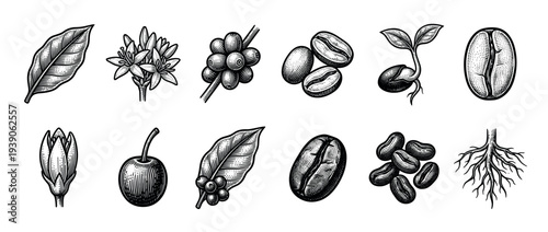 Coffee plant life cycle botanical illustration set showing the leaf, flower, berry, bean, sprout, and root elements in a detailed vintage black and white engraving style