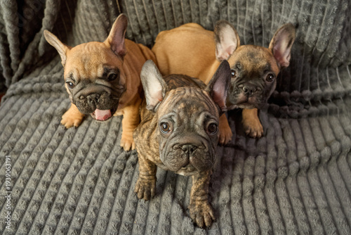 A funny trio. A cute French bulldog puppy. A questioning face. Fluffy ears. Close-up. One is yawning