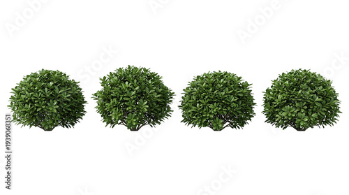 shrub, bush, plant, greenery, foliage, garden, landscape set of four realistic round green shrubs on black background for architectural visualization and garden design mockup.