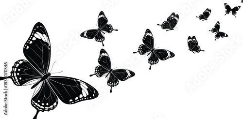 Beautiful silhouette illustration of a swarm of black and white swallowtail butterflies flying in a graceful diagonal trail on white.