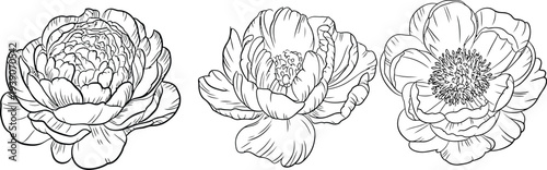 Detailed hand drawn peony blooms for sophisticated artistic projects and decoration
