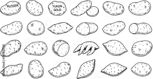 Potato Varieties Doodle: Hand-Drawn Seamless Pattern of Different Potatoes Like Russet, Yukon Gold, and Sweet Potatoes
