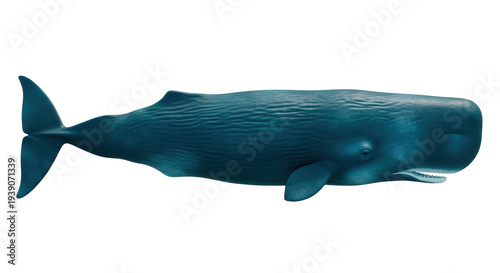 Fotografie Isolated Sperm Whale aquatic animal, oceanic mammal marine life species floating