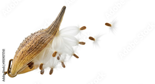 Quadro su tela Isolated Common Milkweed seedpod bursting open, releasing seeds attached to fluf