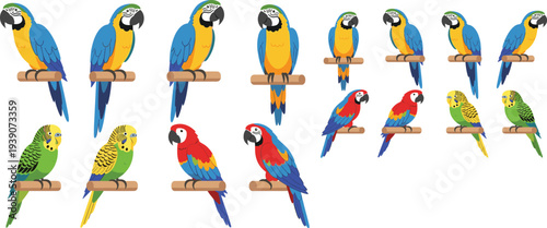 Colorful parrot and budgerigar birds set tropical macaw parakeet perched wildlife cad drawing flat vector illustration collection