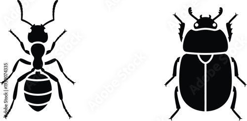 Black silhouette illustrations of two beetle species