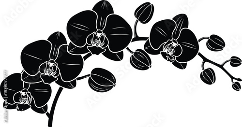 Elegant Black Silhouette of Orchid Flowers on a Branch with Buds Isolated on White Background for Decorative Floral Vector Designs