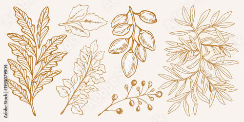 Fotografie Vintage botanical illustration featuring various branches and leaves in sepia to