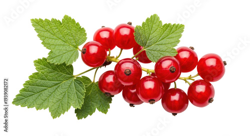 Foto Isolated redcurrants with leaves on branch with no background ripe and healthy,