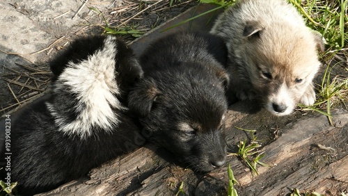 Bild auf Leinwand Small, defenseless homeless puppies huddle together for warmth on a cold spring day