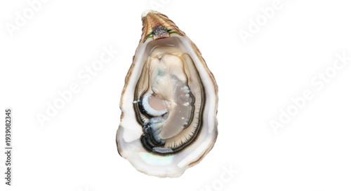 Isolated open oyster, a bivalve mollusk used as food either raw or cooked, on an empty area