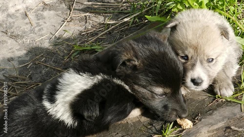 Small, defenseless homeless puppies huddle together for warmth on a cold spring day.
