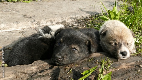 Quadro em tela Small, defenseless homeless puppies huddle together for warmth on a cold spring day
