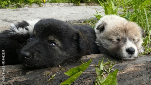 Obraz na plátně Small, defenseless homeless puppies huddle together for warmth on a cold spring day