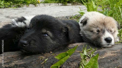 Foto Small, defenseless homeless puppies huddle together for warmth on a cold spring day