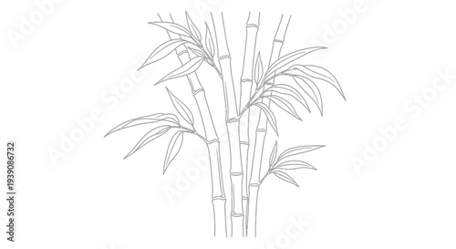 Bamboo Plant Illustration Simple Line Drawing.