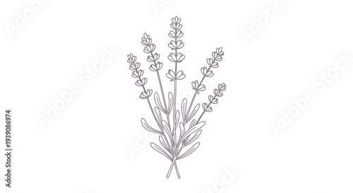 Detailed Hand Drawn Lavender Plant Illustration.
