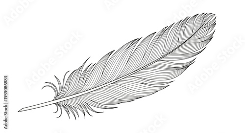 Detailed Black and White Feather Illustration.