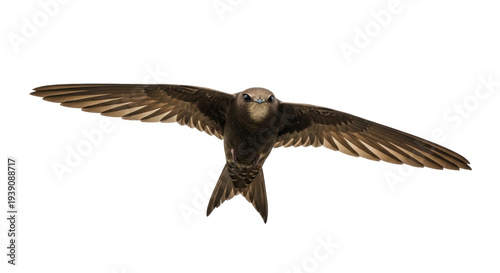 Foto Isolated Common Swift in flight, bird flying with outstretched wings, soaring in