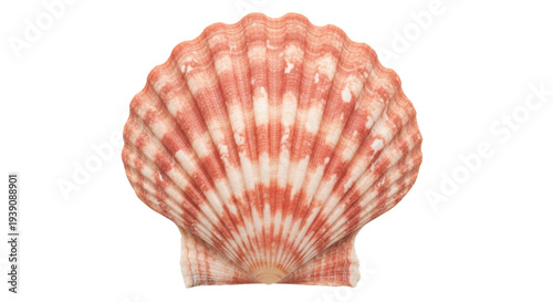 Fotografie Isolated scallop shell with reddish orange stripe pattern on the ridges close up