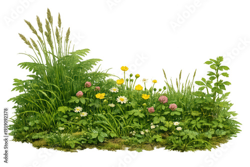 Wildflower meadow grass border with daisies, clover, and yellow buttercups on transparent background