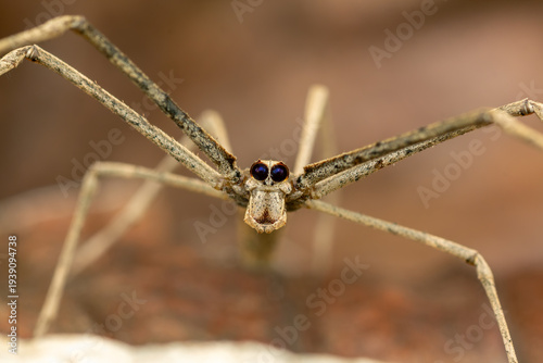 Quadro su tela Deinopis spinosa ogre faced spider macro portrait with enlarged eyes